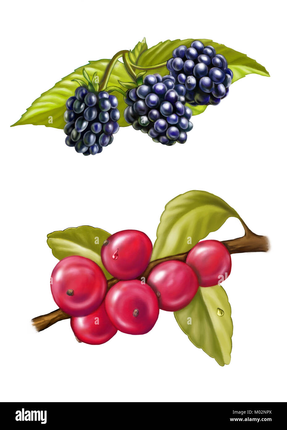 Blackberries and redberries. Digital illustration. Stock Photo