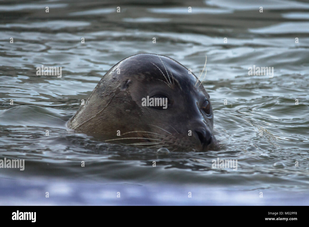 Common Seal in Water - Seal poking its head out of the water looking at the camera in Hunstanton, UK Stock Photo