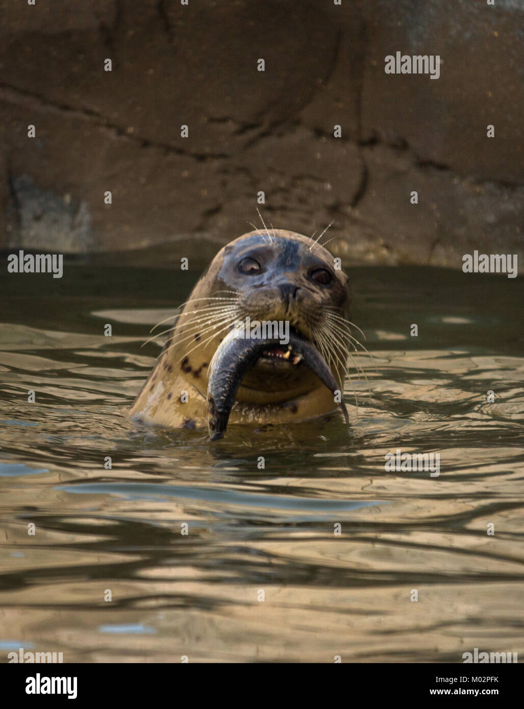 Seal eating fish hires stock photography and images Alamy