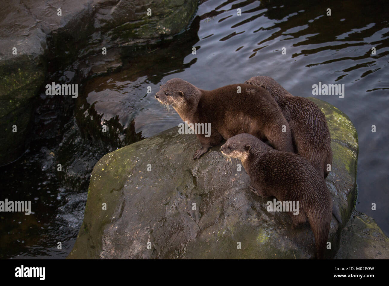 Otter Family By Waterfall - Three otters standing by the riverbed Stock Photo