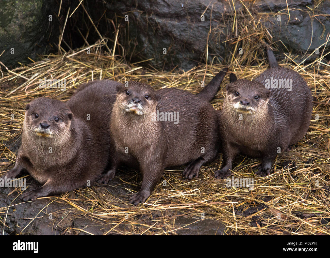 Family of Otters Resting on a bed of Straw - Three muddy, wet otters resting in their nest Stock Photo