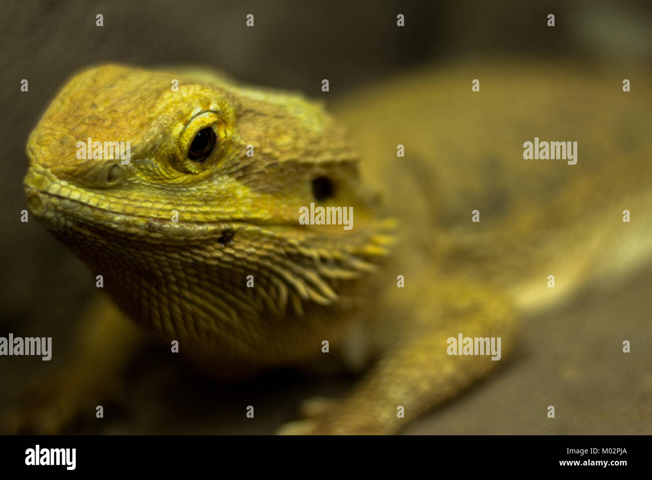 Bearded Dragon Lizard - Selective focus shot of a bearded dragon laying on sand, looking at the camera Stock Photo