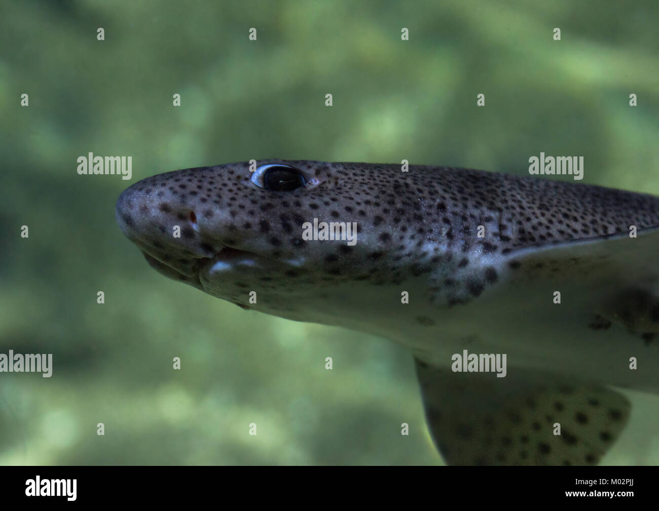 Young Spotted Dogfish - Baby shark swimming past and looking at the camera Stock Photo