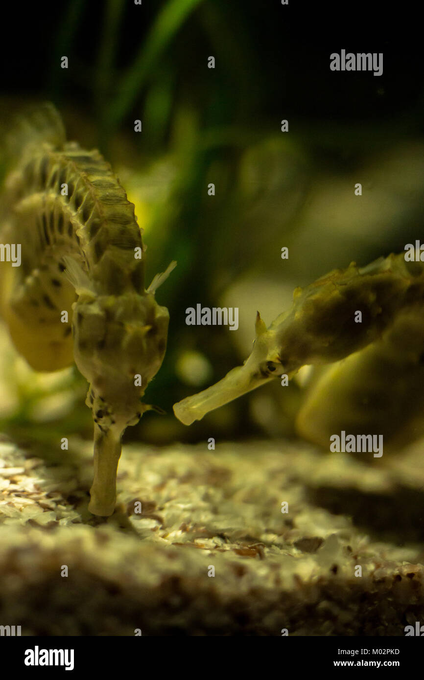 Pair of Seahorses Eating - Close up of two seahorses in a tank with a shallow depth of field, one is looking at the other eating from the floor Stock Photo