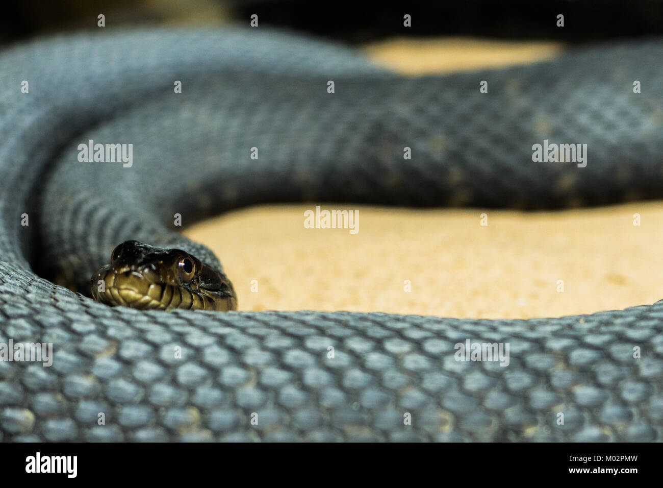 Tree Snake Curled Up - Black tree snake curled up on sand, looking at the camera with selective focus on the snakes head Stock Photo