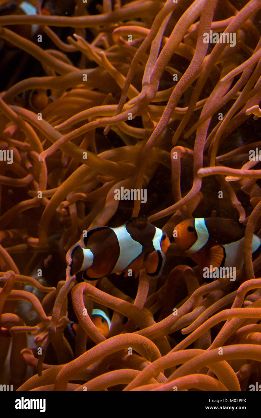Group of Clown Fish Hiding in Sea Anemone - A group of clown fish swimming around orange Sea anemone, two of them look like they are kissing Stock Photo