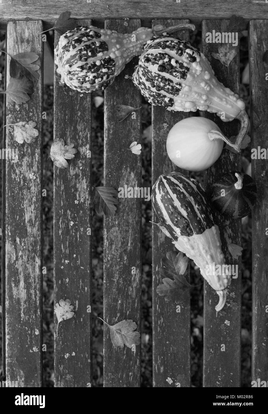 Ornamental gourds with fall leaves on a rustic wooden bench with copy space - monochrome processing Stock Photo