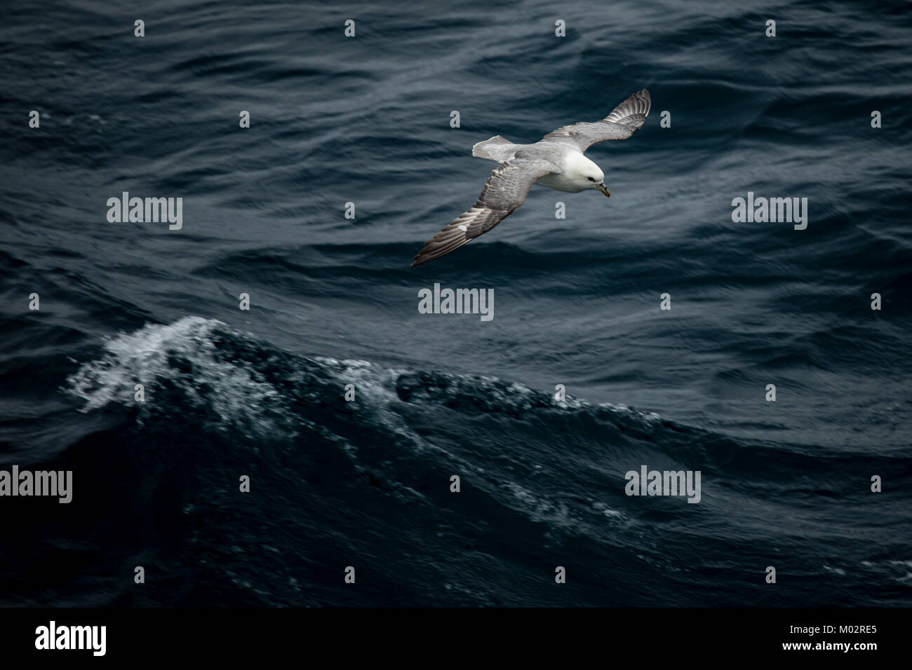 Fulmar seabird flying low over waves in teh Atlantic Ocean Stock Photo
