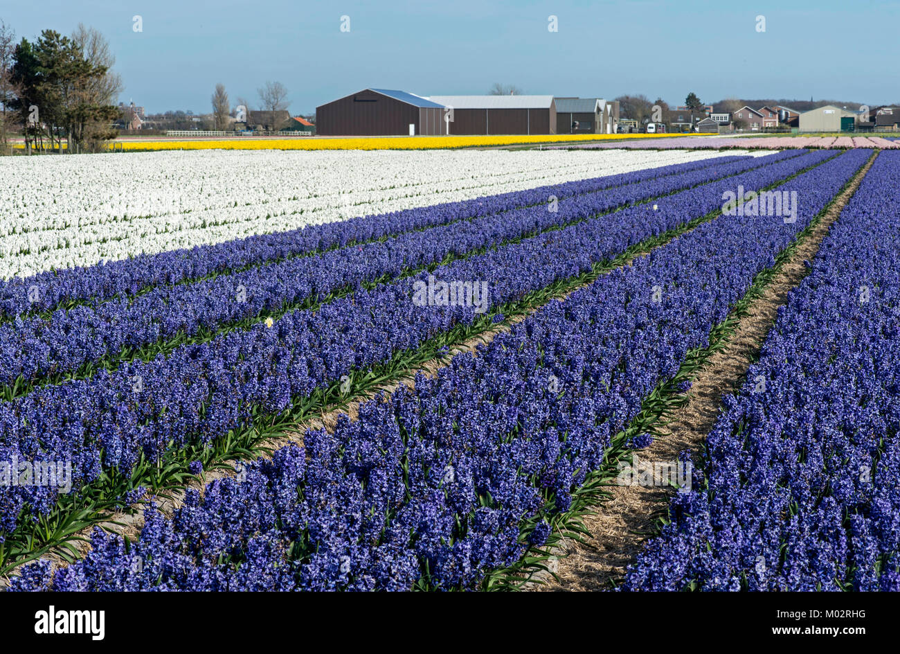 Spring bulb region hires stock photography and images Alamy