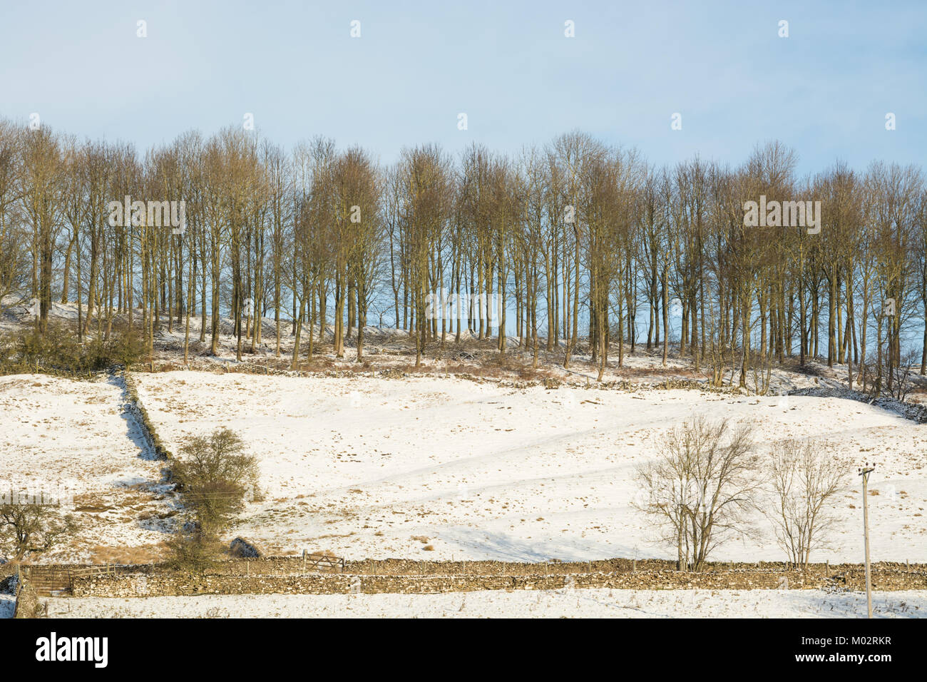 Trees in winter snow Stock Photo - Alamy