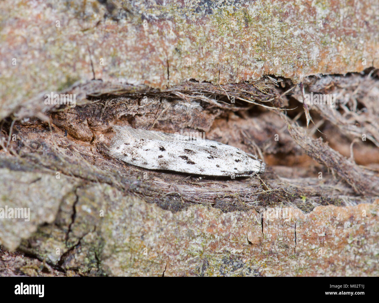 Black-speckled Groundling Moth (Carpatolechia proximella). Sussex, UK Stock Photo