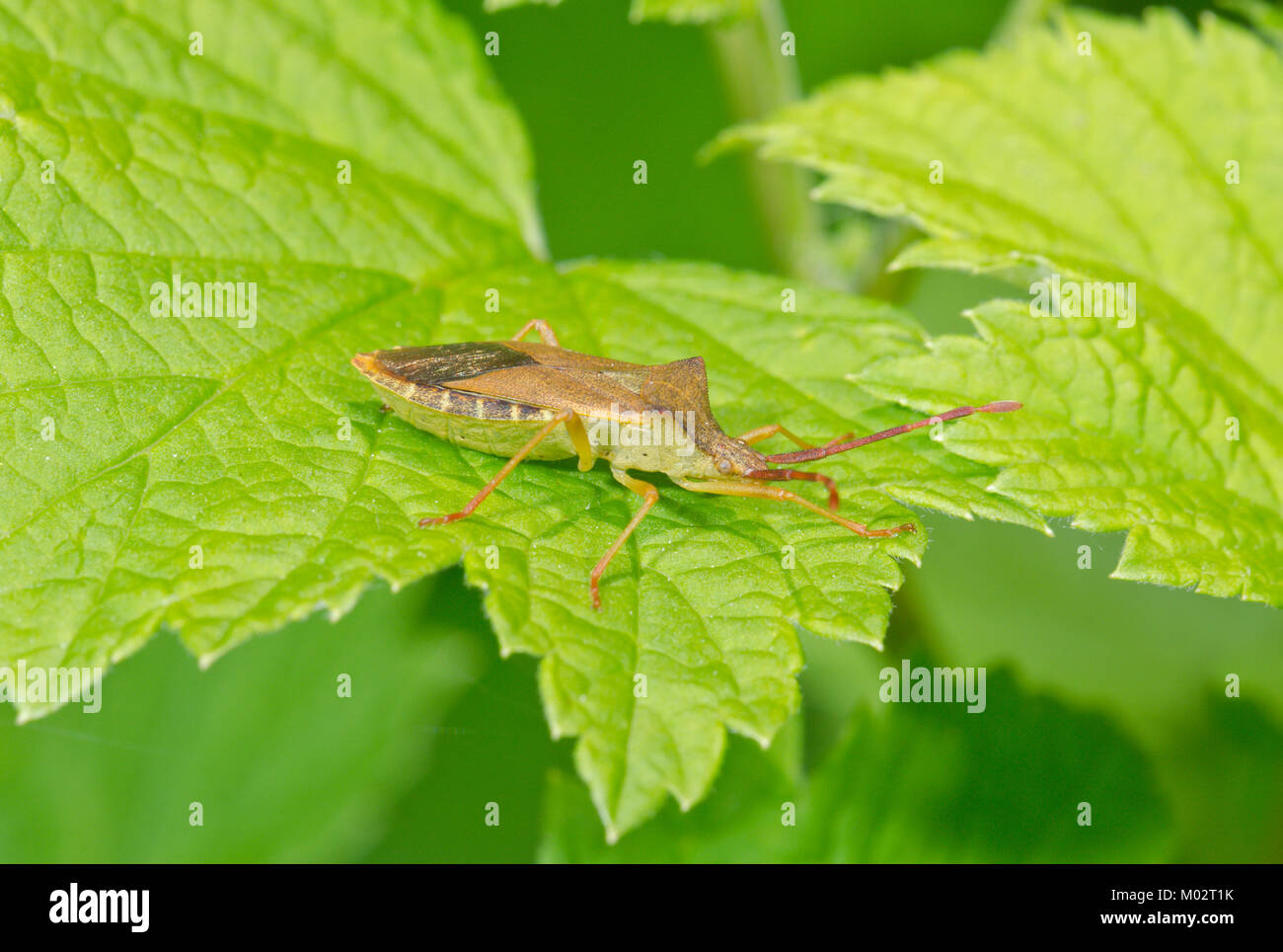 Box Bug (Gonocerus acuteangulatus). Sussex, UK Stock Photo