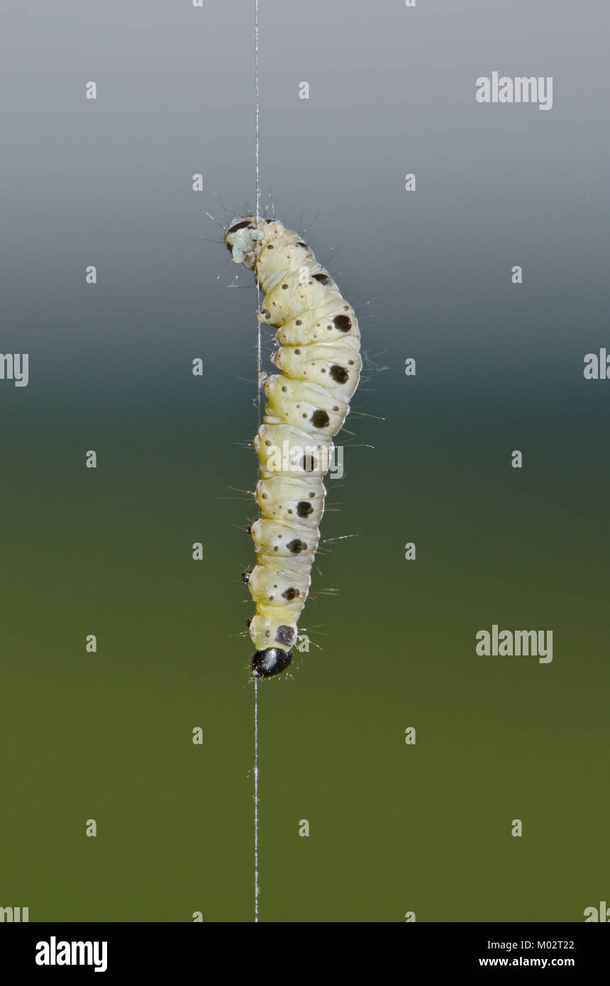 Caterpillar of Spindle Ermine Moth (Yponomeuta cagnagella) hanging by a thread. Sussex, UK Stock Photo