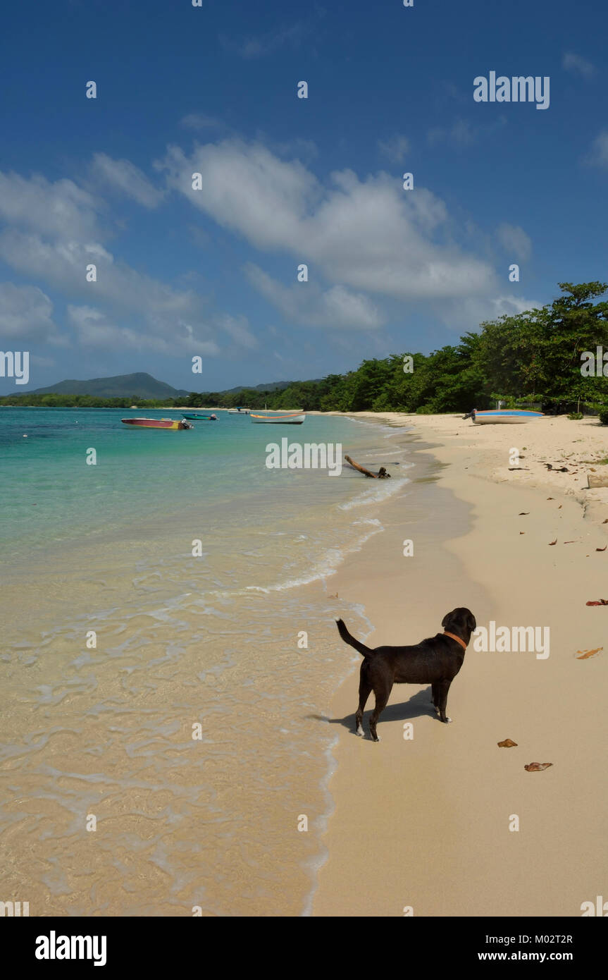 A local dog wandering along Paradise Beach, Carriacou, Grenadines, Caribbean Stock Photo