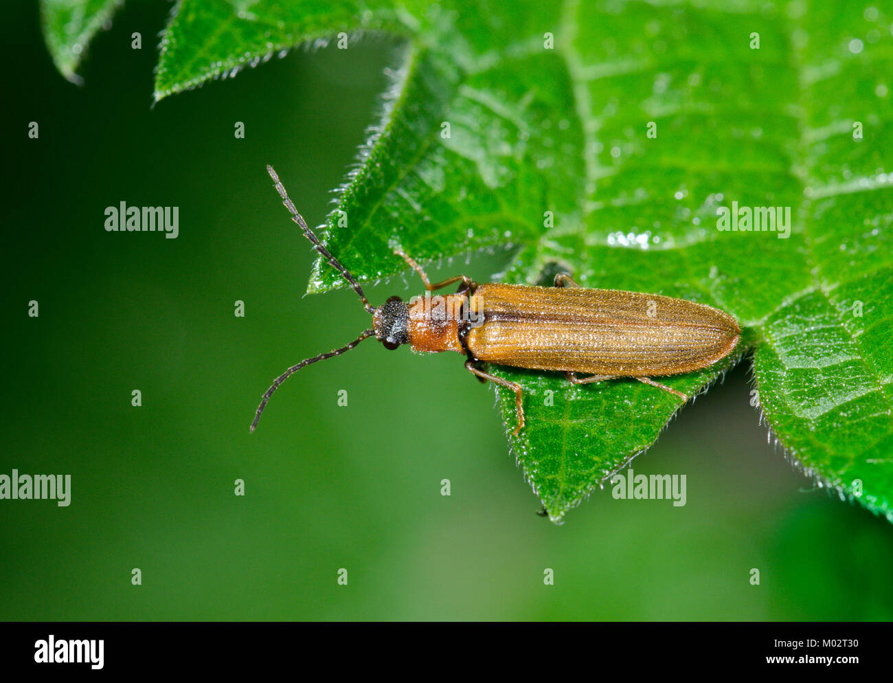 Click Beetle (Denticollis linearis) on a leaf. Sussex, UK Stock Photo
