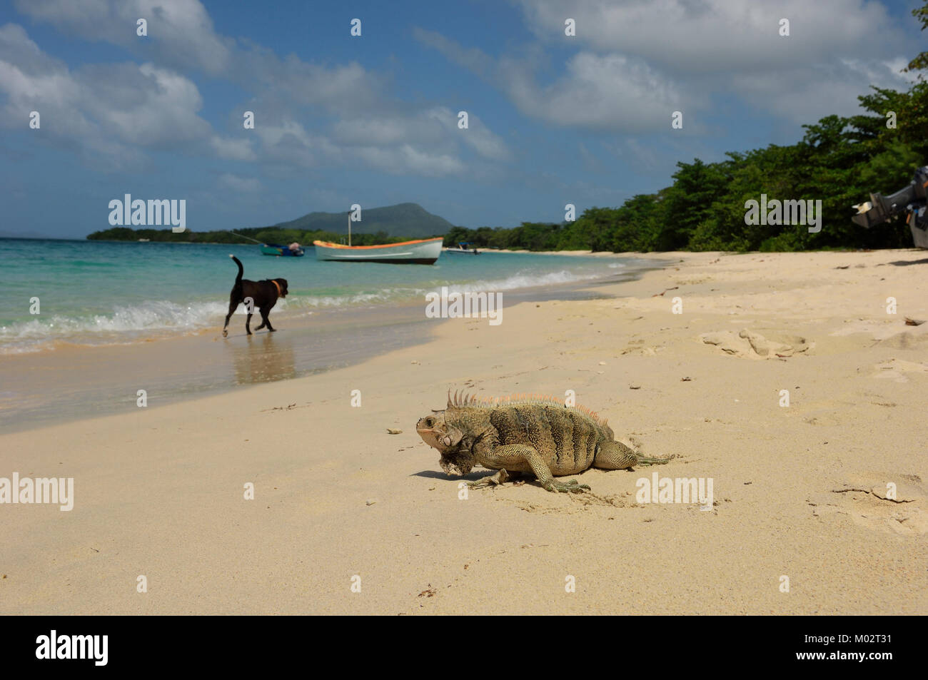 Iguana on Paradise Beach. Carriacou Island in the Grenadines. Grenada. Caribbean Stock Photo