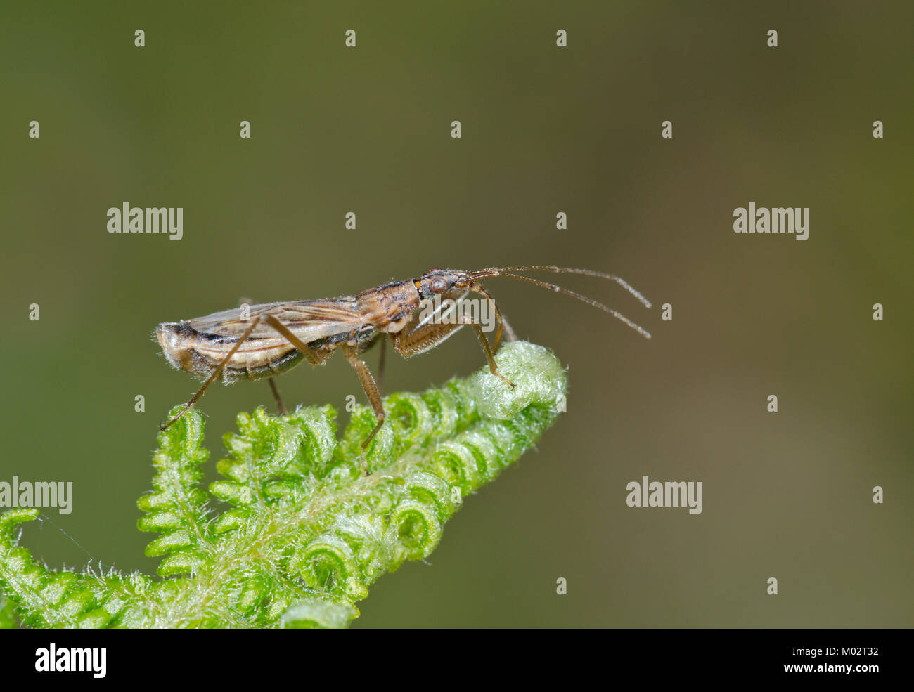 Common Damsel Bug (Nabis rugosus) Female, Nabidae in Sussex, UK Stock Photo