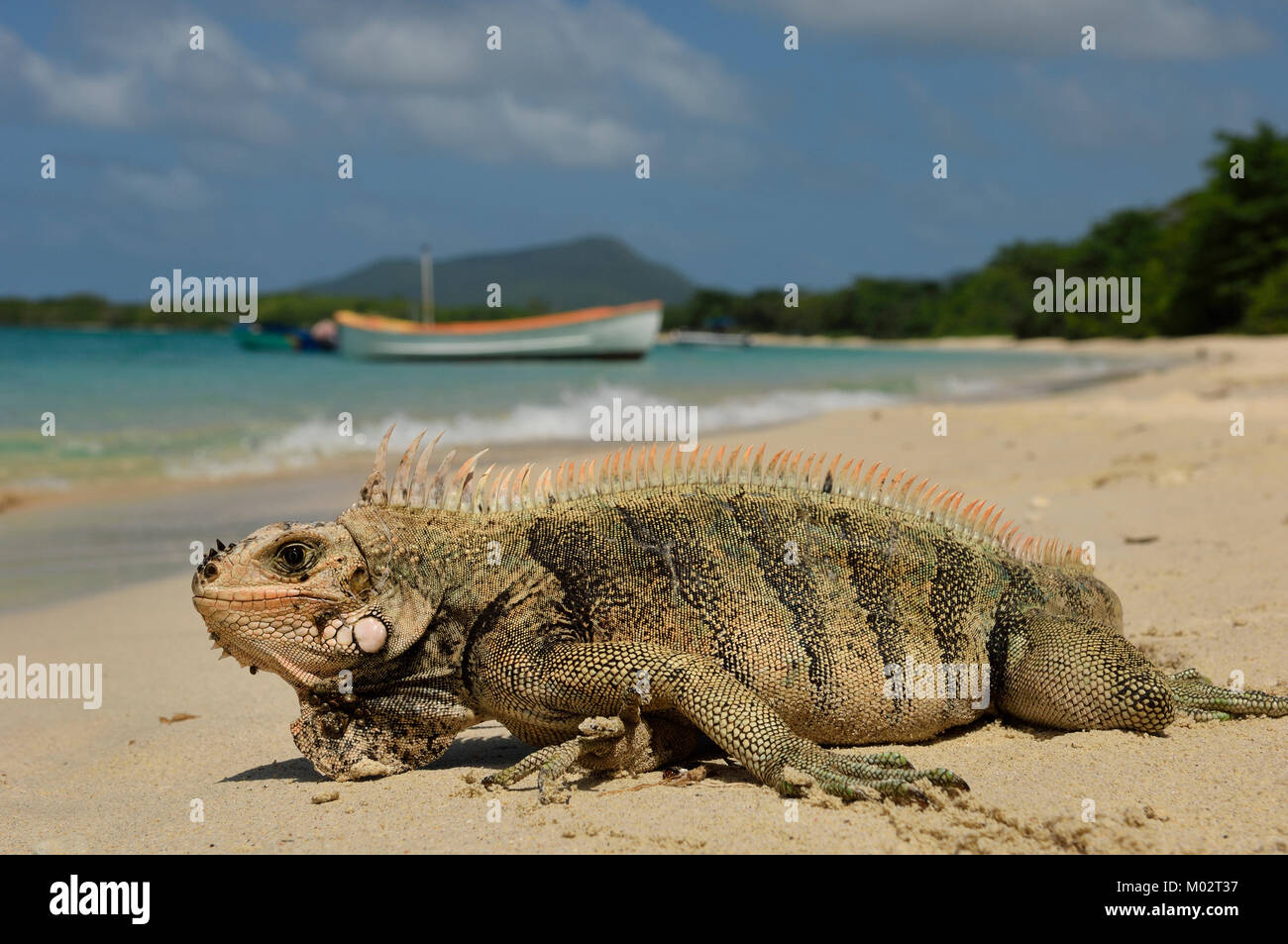 Iguana on Paradise Beach. Carriacou Island in the Grenadines. Grenada. Caribbean Stock Photo