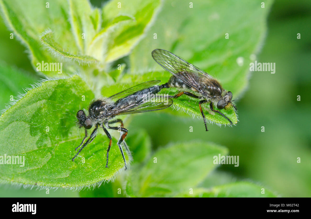 Slender footed Robberflies (Leptarthrus brevirostris) mating. Robber Fly. Asilid. Sussex, UK Stock Photo