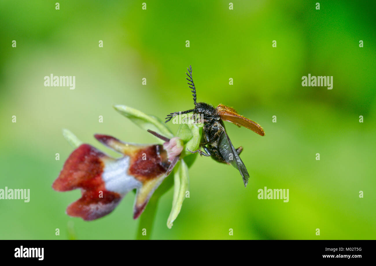 Drilus flavescens Male taking off from Fly Orchid 2 of 2. Sussex, UK ...