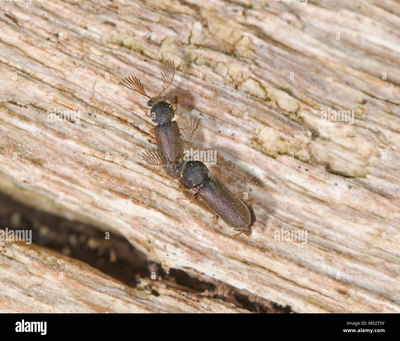 Paired Fan bearing Wood borer Beetles (Ptilinus pectinicornis) with interloper male. Sussex, UK Stock Photo