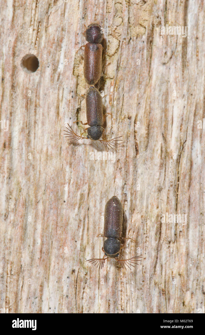 Fan bearing Wood borer Beetles (Ptilinus pectinicornis). Sussex, UK Stock Photo
