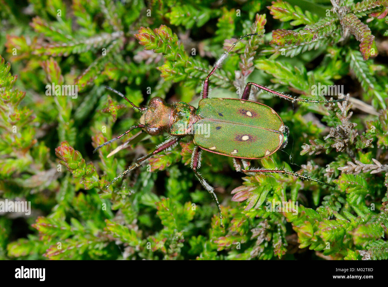 Camouflaged Green Tiger Beetle (Cicindela campestris) in heathland Heather. Sussex, UK Stock Photo