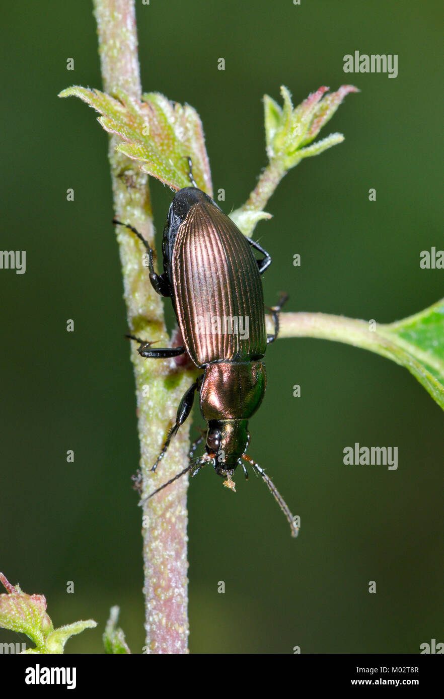 Ground Beetle (Poecilus cupreus) searching for aphids on Birch. Sussex, UK Stock Photo