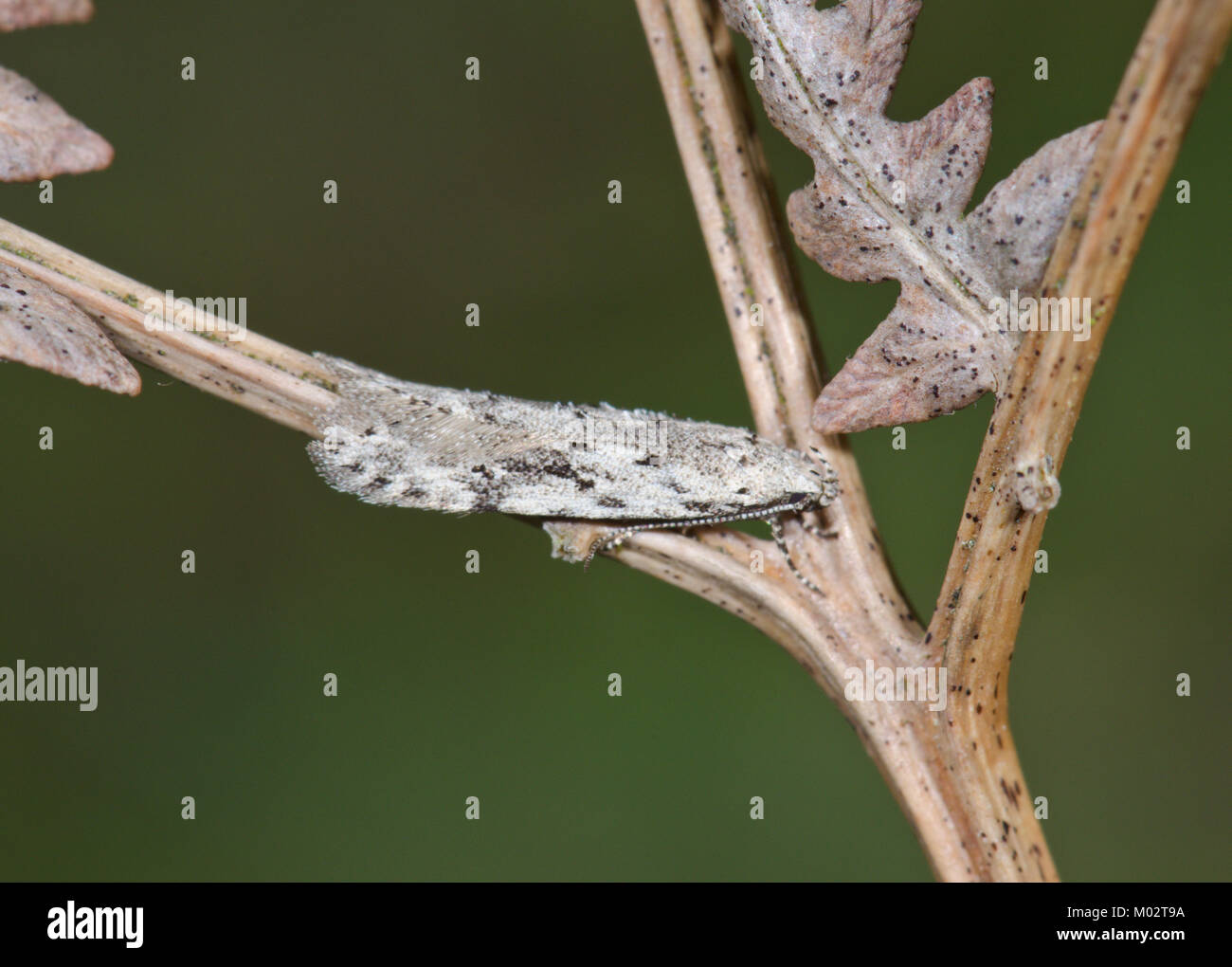 Heather Groundling Micro moth (Neofaculta ericetella). Sussex, UK Stock Photo