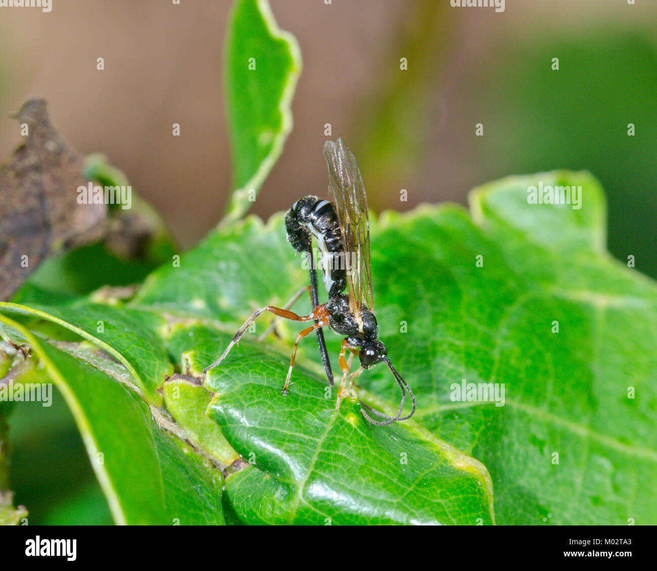 Ichneumon or Darwin Wasp probably Scambus brevicornis ovipositing through Oak Leaf to reach Caterpillar host. Sussex, UK Stock Photo