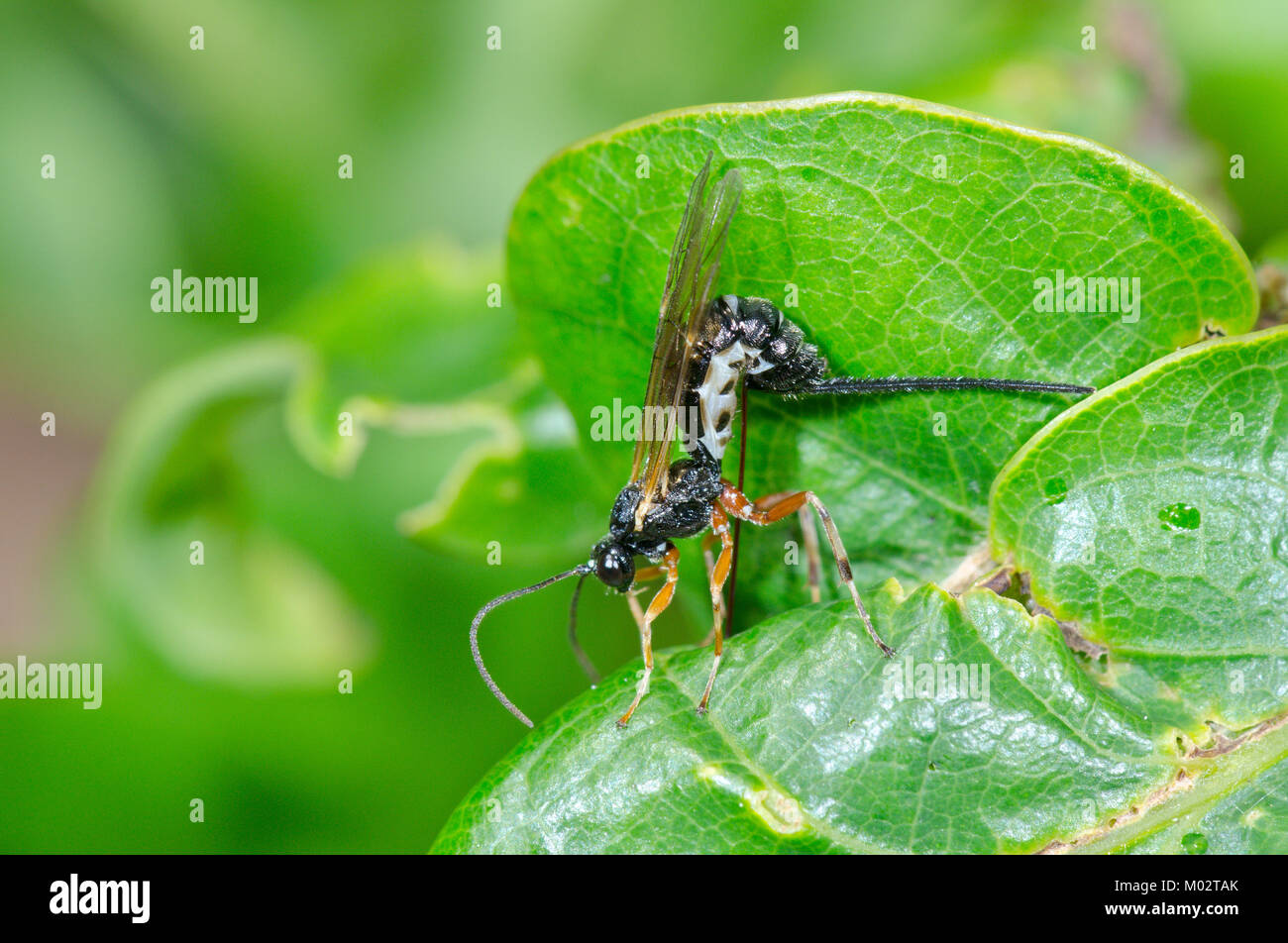 Ichneumon or Darwin Wasp probably Scambus brevicornis ovipositing through Oak Leaf to reach Caterpillar host. Sussex, UK Stock Photo