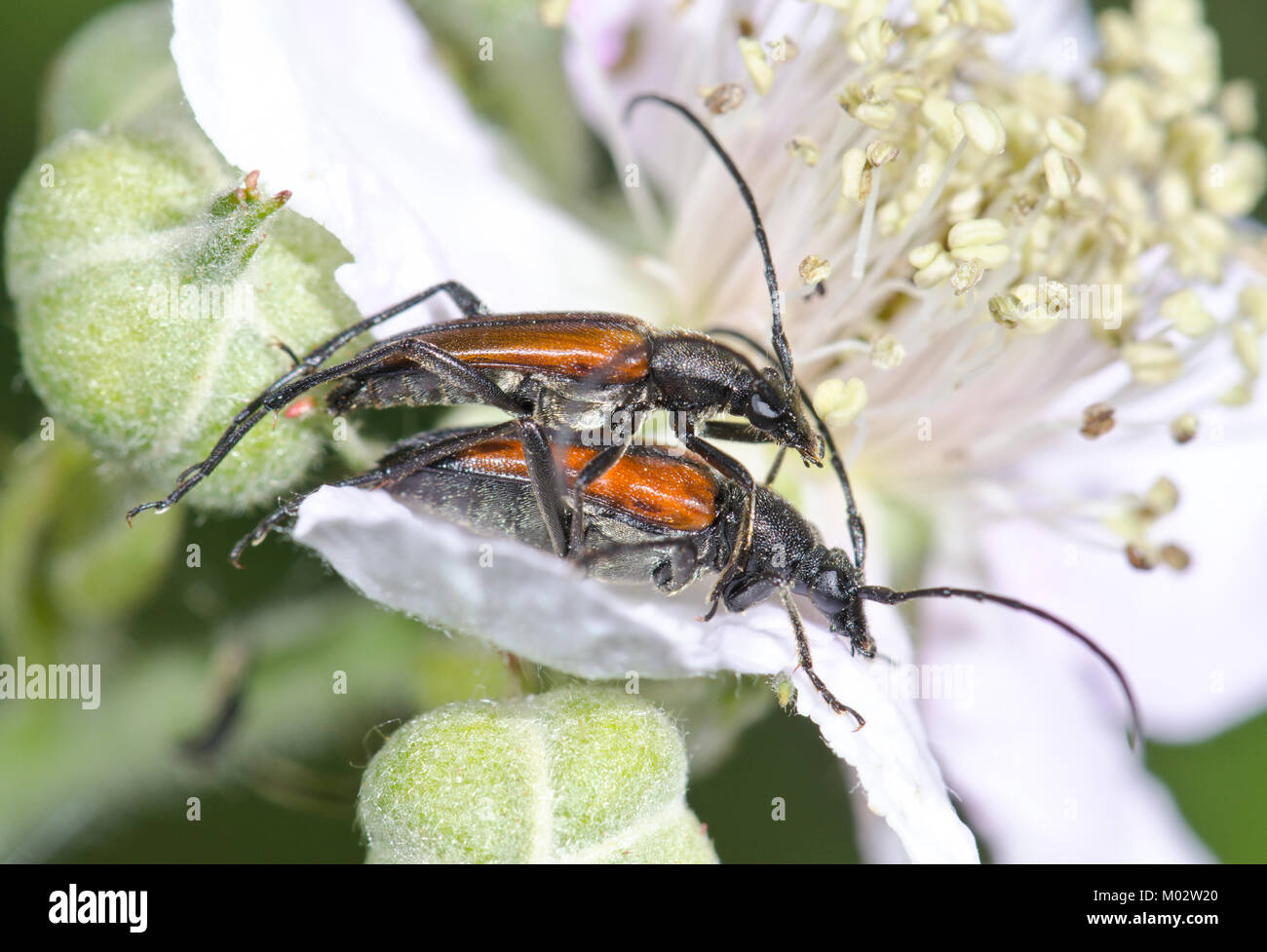 Black striped Longhorn Beetles (Stenurella melanura) mating pair. Sussex, UK Stock Photo