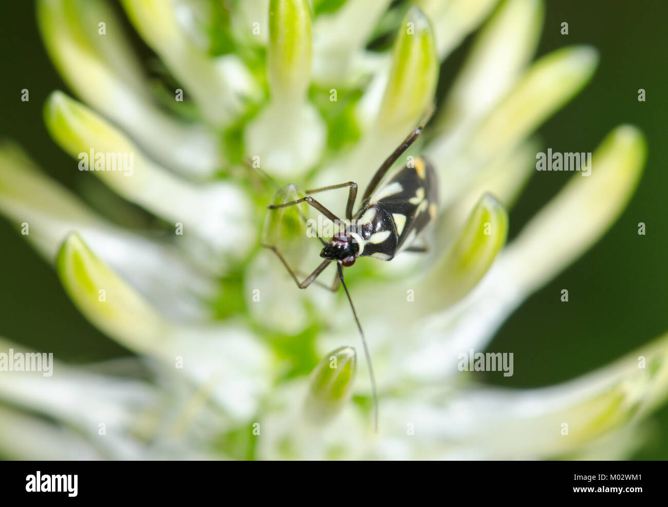 Mirid Plant Bug on Spiked Rampion (Grypocoris stysi) Miridae. Sussex, UK Stock Photo