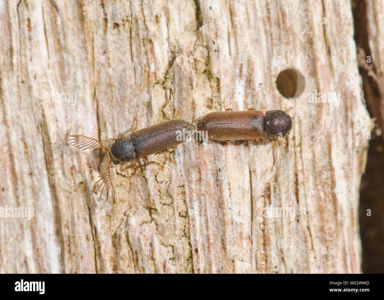 Paired Fan bearing Wood borer Beetles (Ptilinus pectinicornis). Sussex, UK Stock Photo