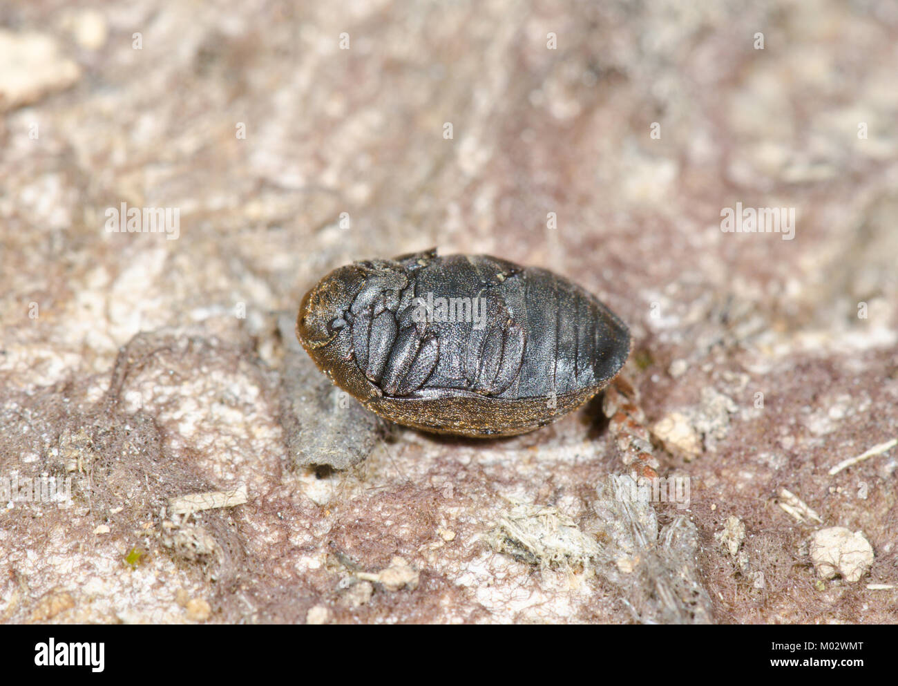 Camouflaged Pill Beetle (Byrrhus pilula) feighning death 1 of 3. Sussex, UK Stock Photo