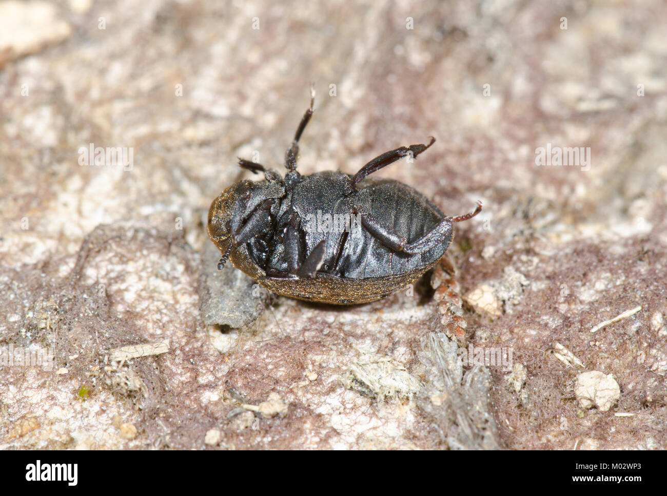 Camouflaged Pill Beetle (Byrrhus pilula) unfurling legs 2 of 3. Sussex, UK Stock Photo