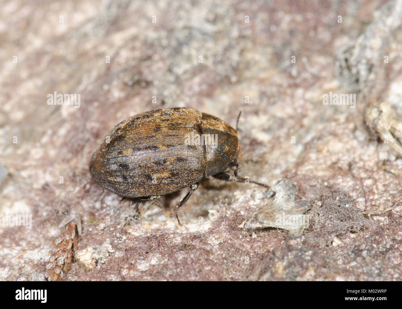 Camouflaged Pill Beetle (Byrrhus pilula) running 3 of 3. Sussex, UK Stock Photo
