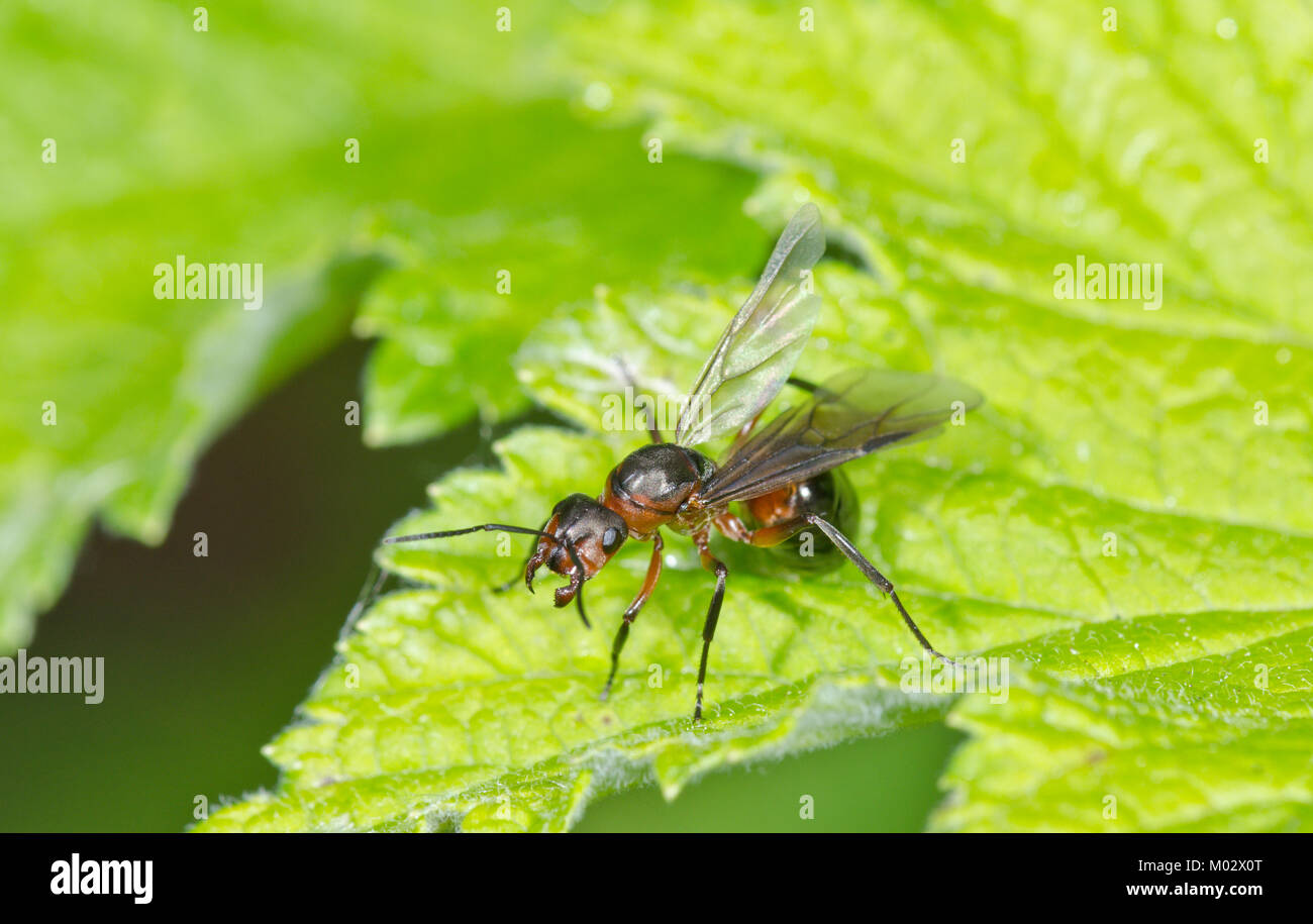 Aggressive stance of Queen Southern Wood Ant (Formica rufa). Sussex, UK Stock Photo