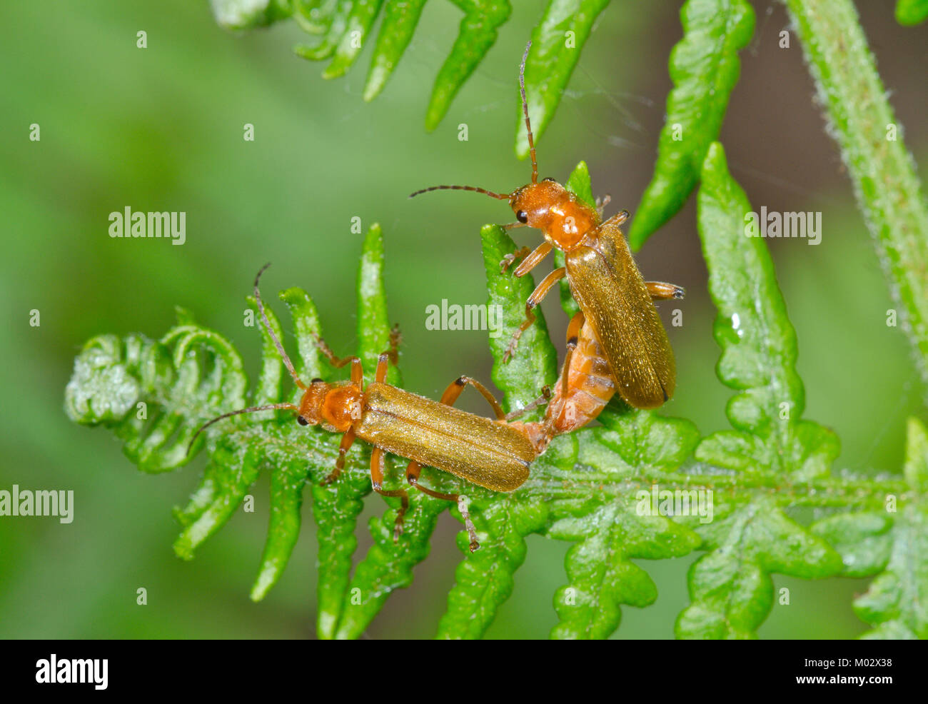 Soldier Beetles (Cantharis cryptica) Mating Pair. Sussex, UK Stock Photo