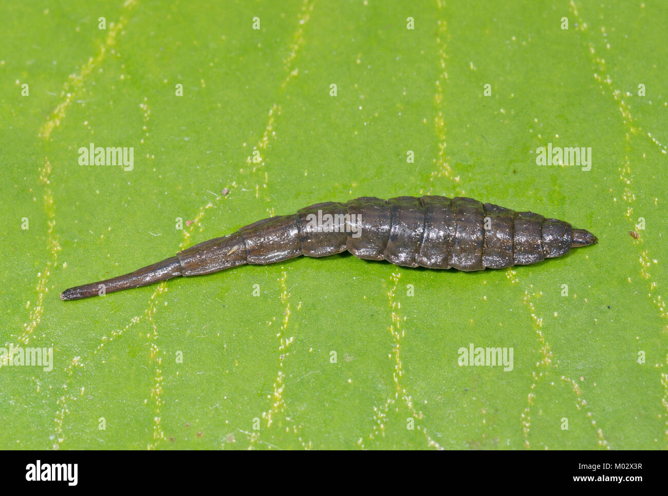 Larva of Banded General Soldier Fly (Stratiomys potamida) from garden pond. Sussex, UK Stock Photo