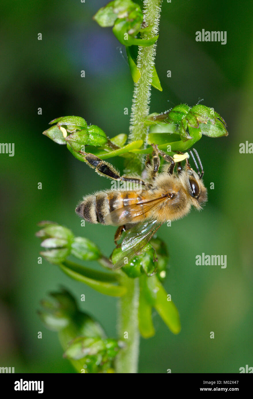 Twayblade Orchid (Neottia ovata) pollinated by Honey Bee with pollinia stuck to tongue. Sussex, UK Stock Photo