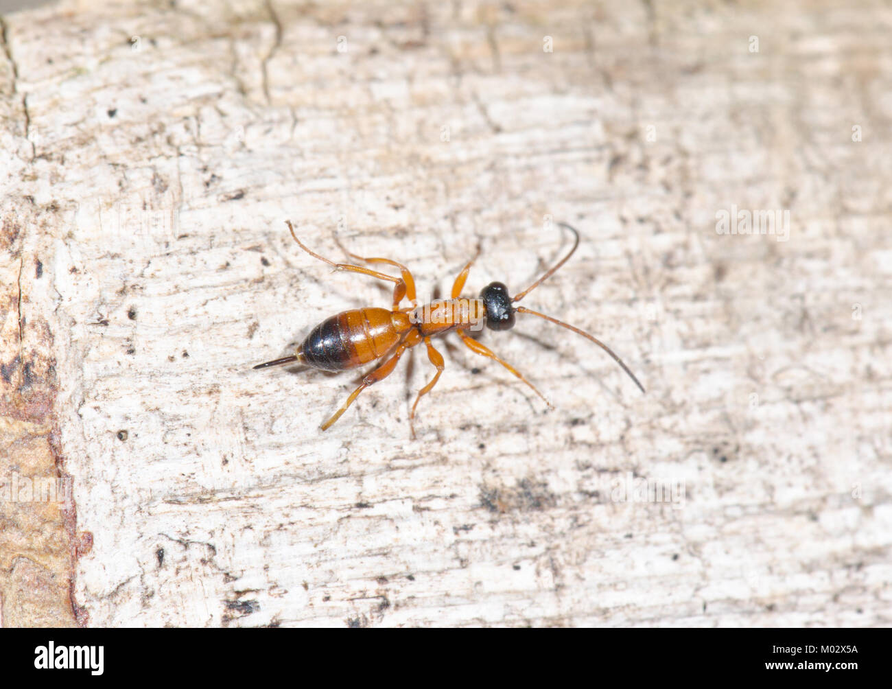 Wingless wasp 2024