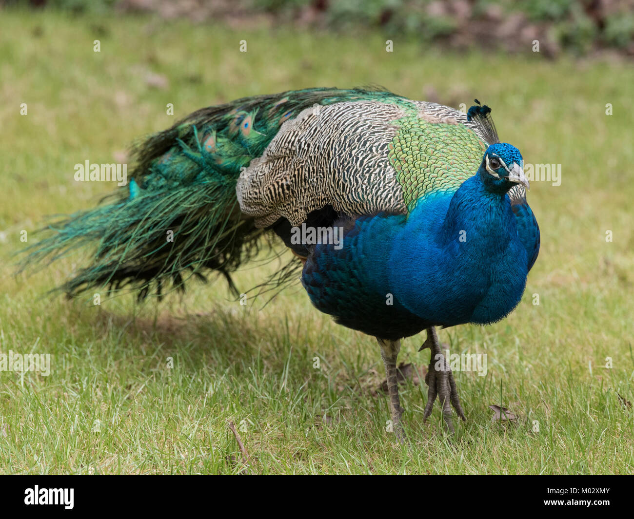Peacock In Green Grass