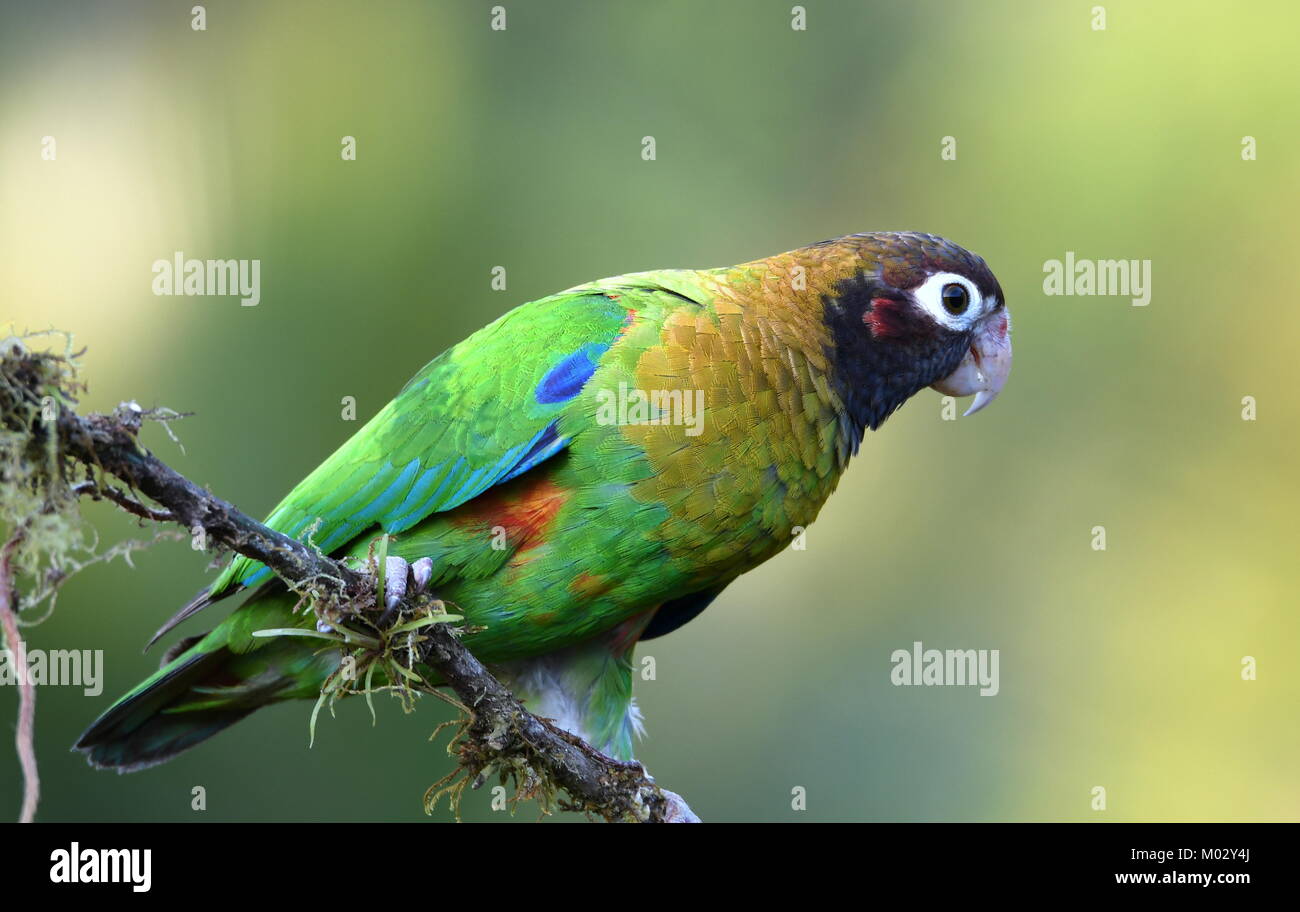 Male Brown-hooded parrot (Pyrilia haematotis)  in Costa Rica Stock Photo