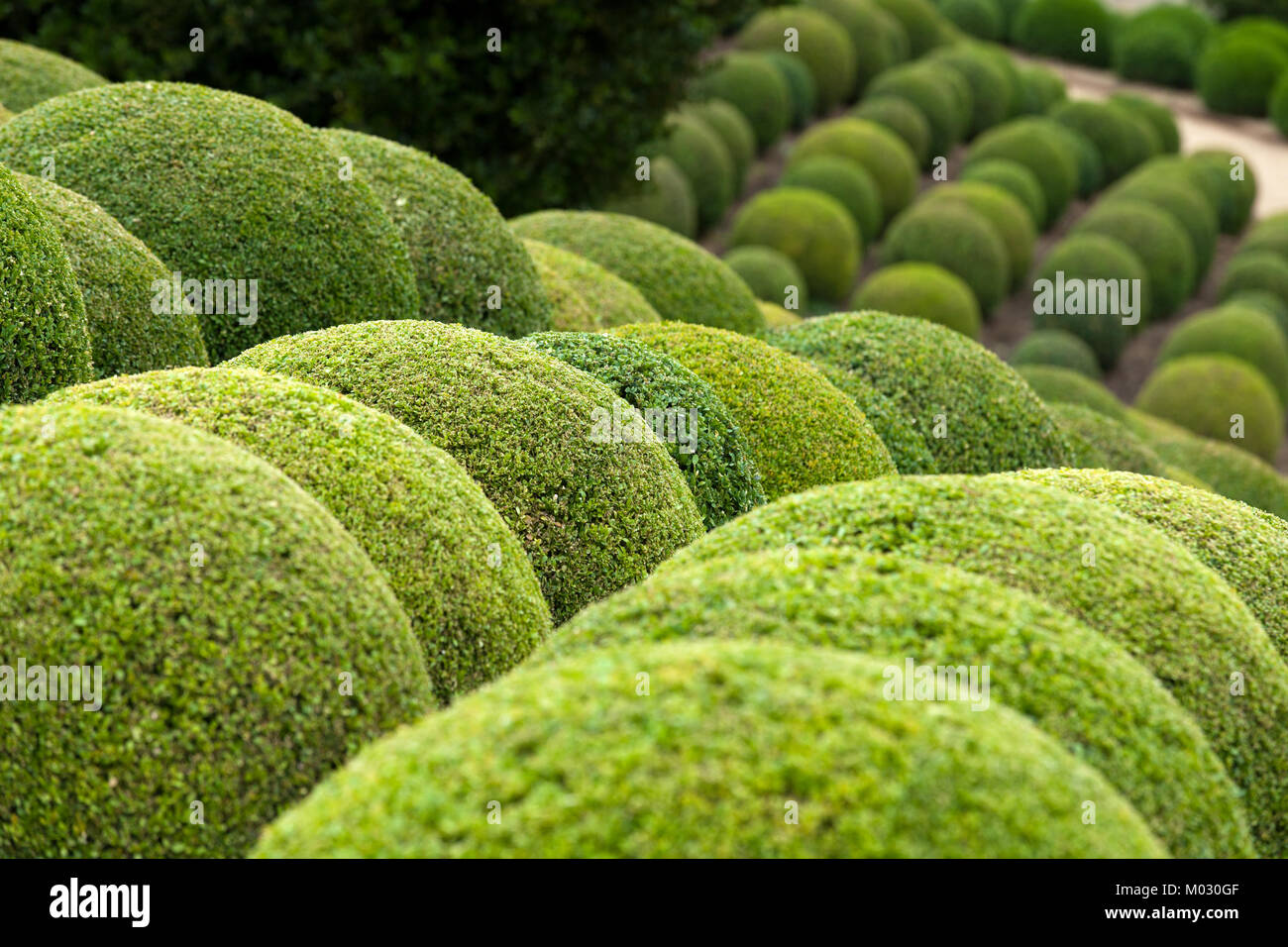 Boxwood Green garden balls in France Stock Photo Alamy