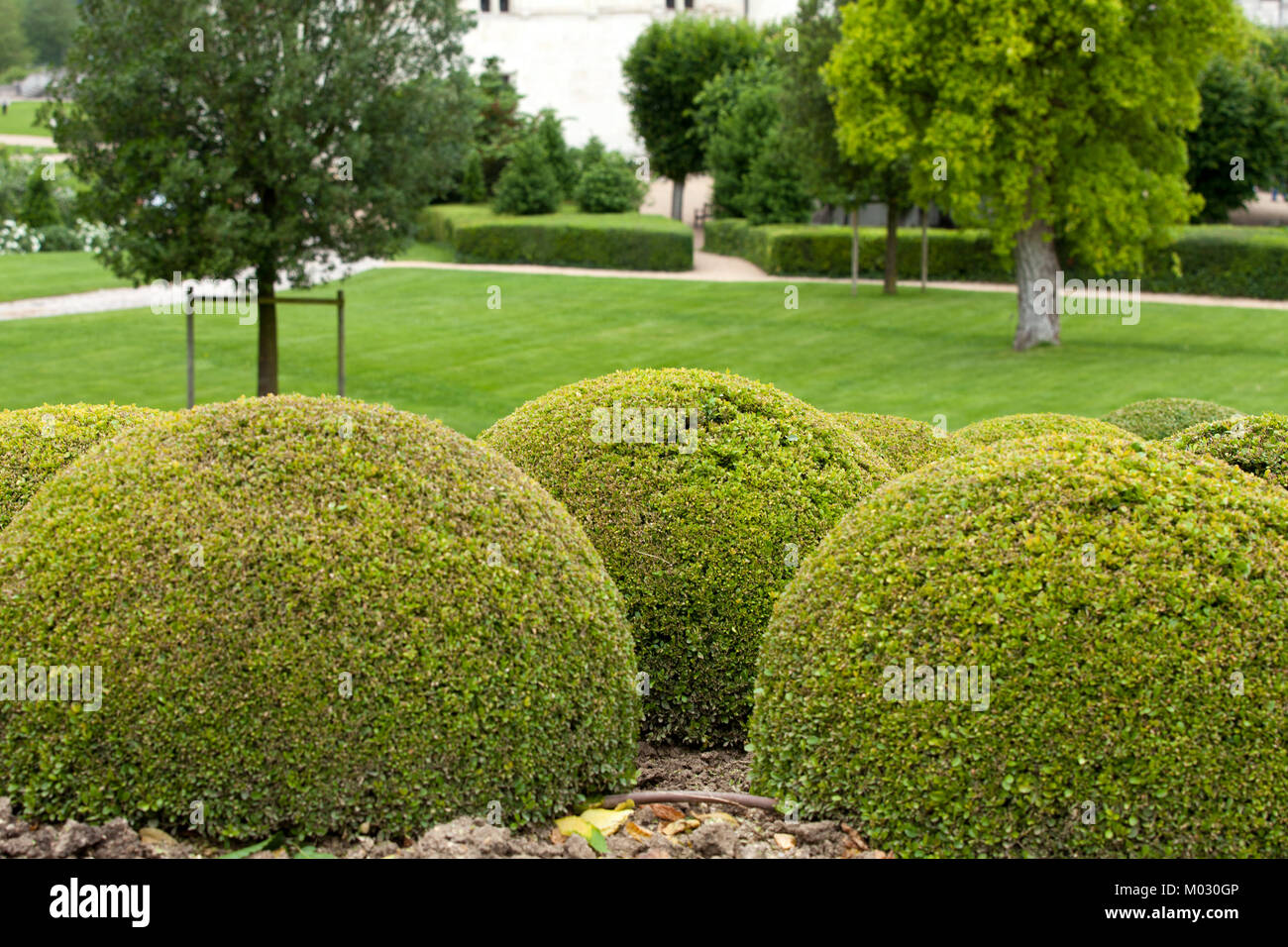 Boxwood balls hires stock photography and images Alamy