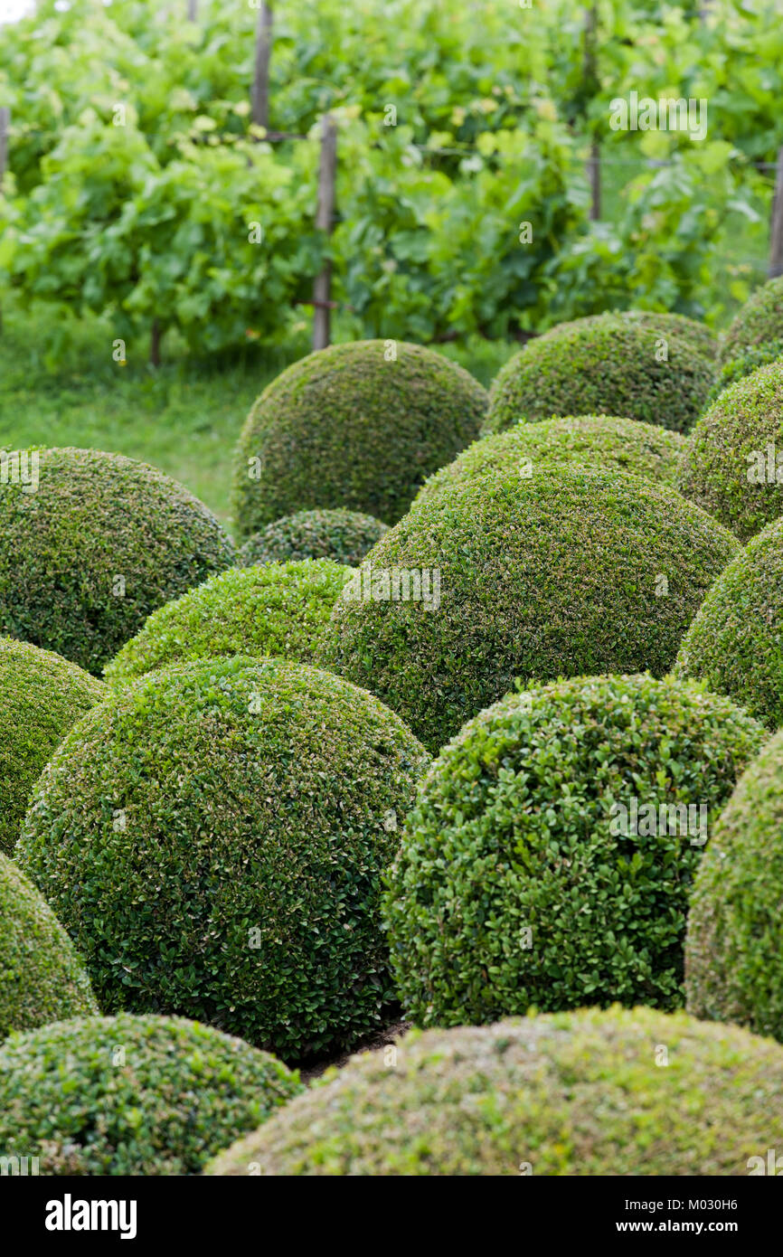 Boxwood balls hires stock photography and images Alamy