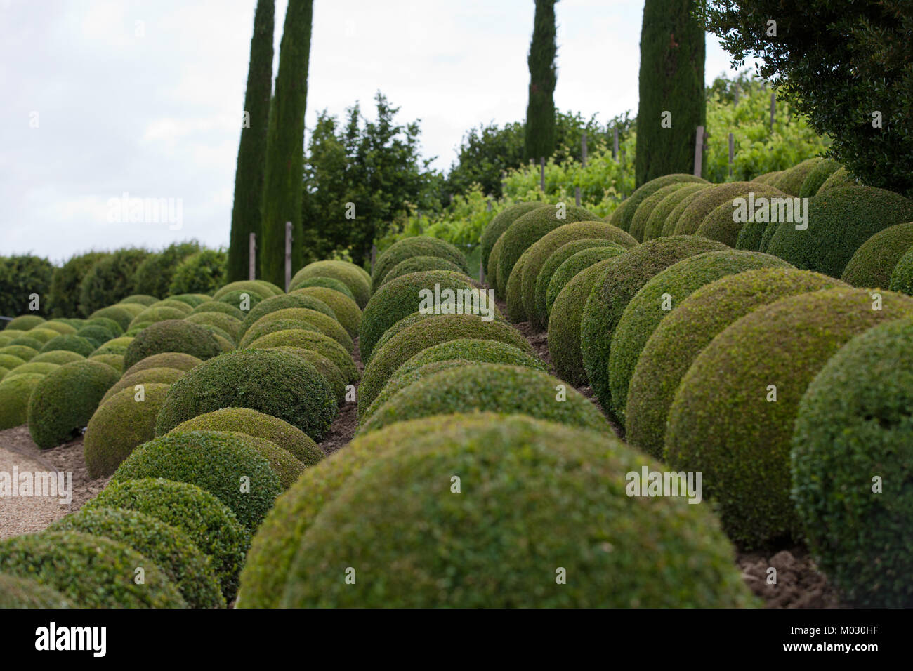 Boxwood Green garden balls in France Stock Photo Alamy