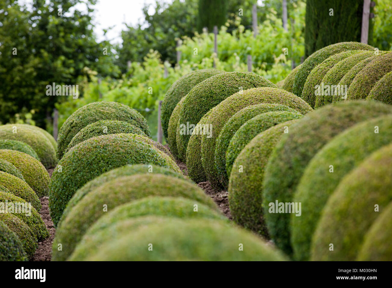 Boxwood balls hires stock photography and images Alamy