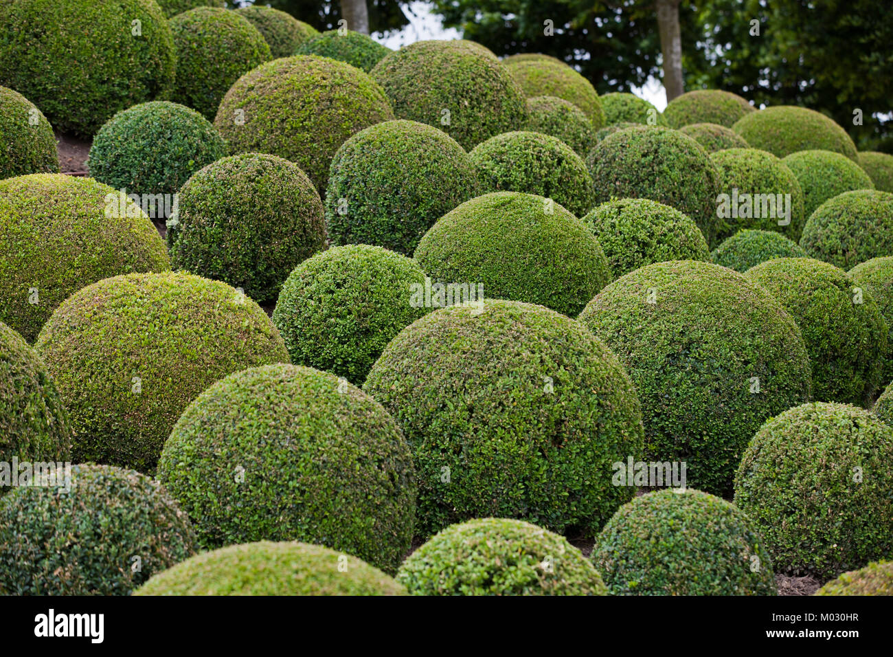 Boxwood - Green Garden Balls In France Stock Photo - Alamy